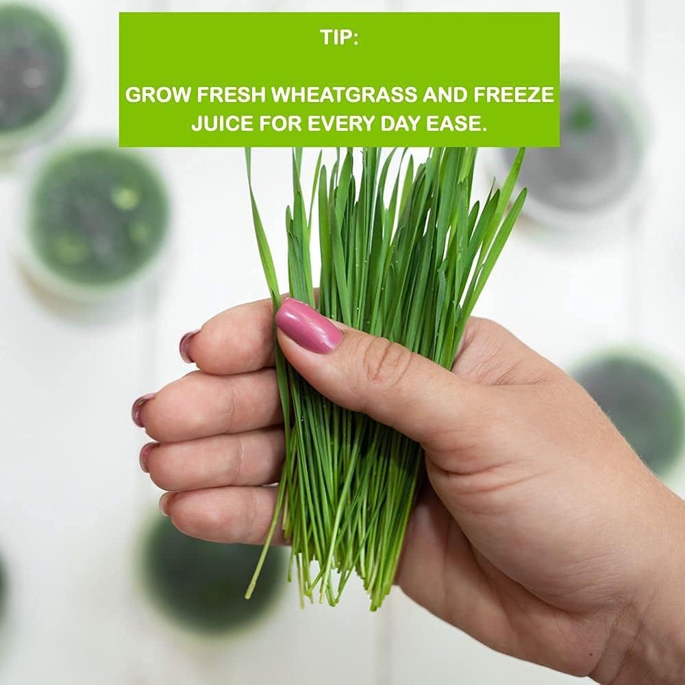 Wheatgrass Growing Kit Self-Watering Reusable Tray H9480