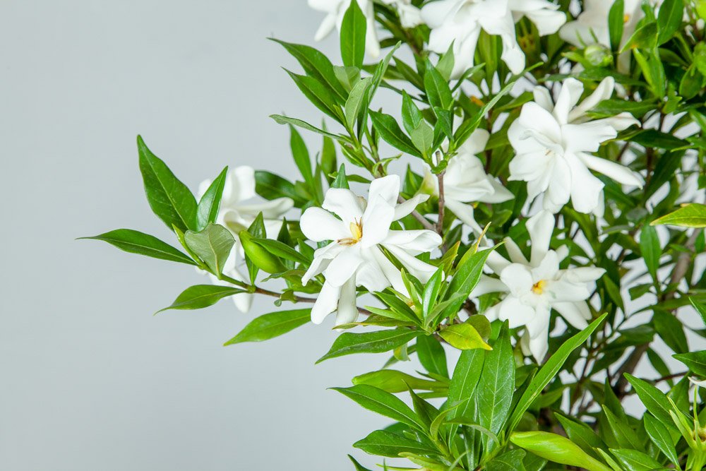 Frostproof Gardenia Live Plant 3 Gallon Pot V5679