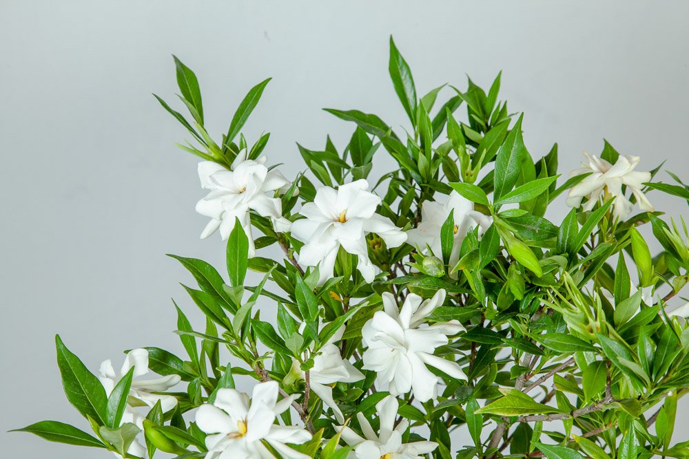 Frostproof Gardenia Live Plant 3 Gallon Pot V5679
