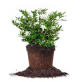 Frostproof Gardenia Live Plant 3 Gallon Pot V5679
