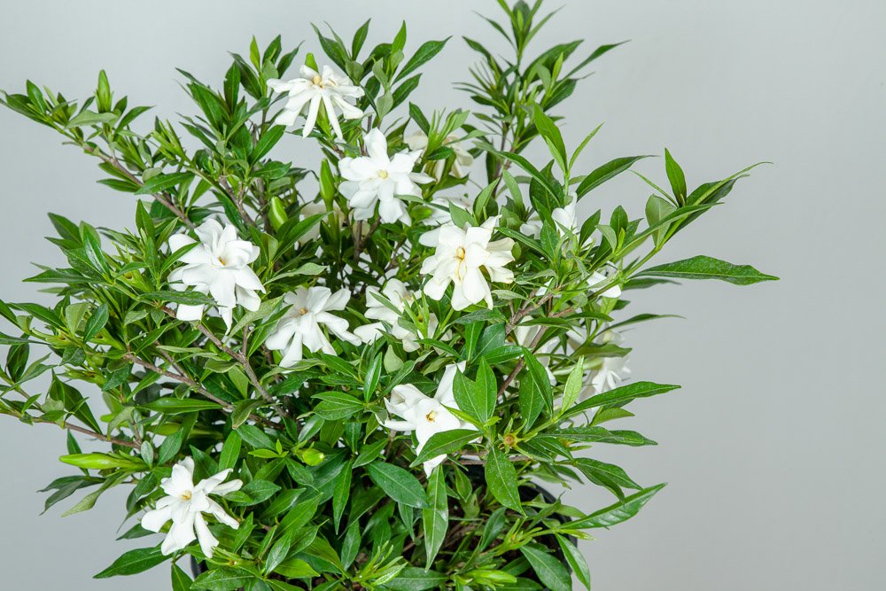 Frostproof Gardenia Live Plant 3 Gallon Pot V5679