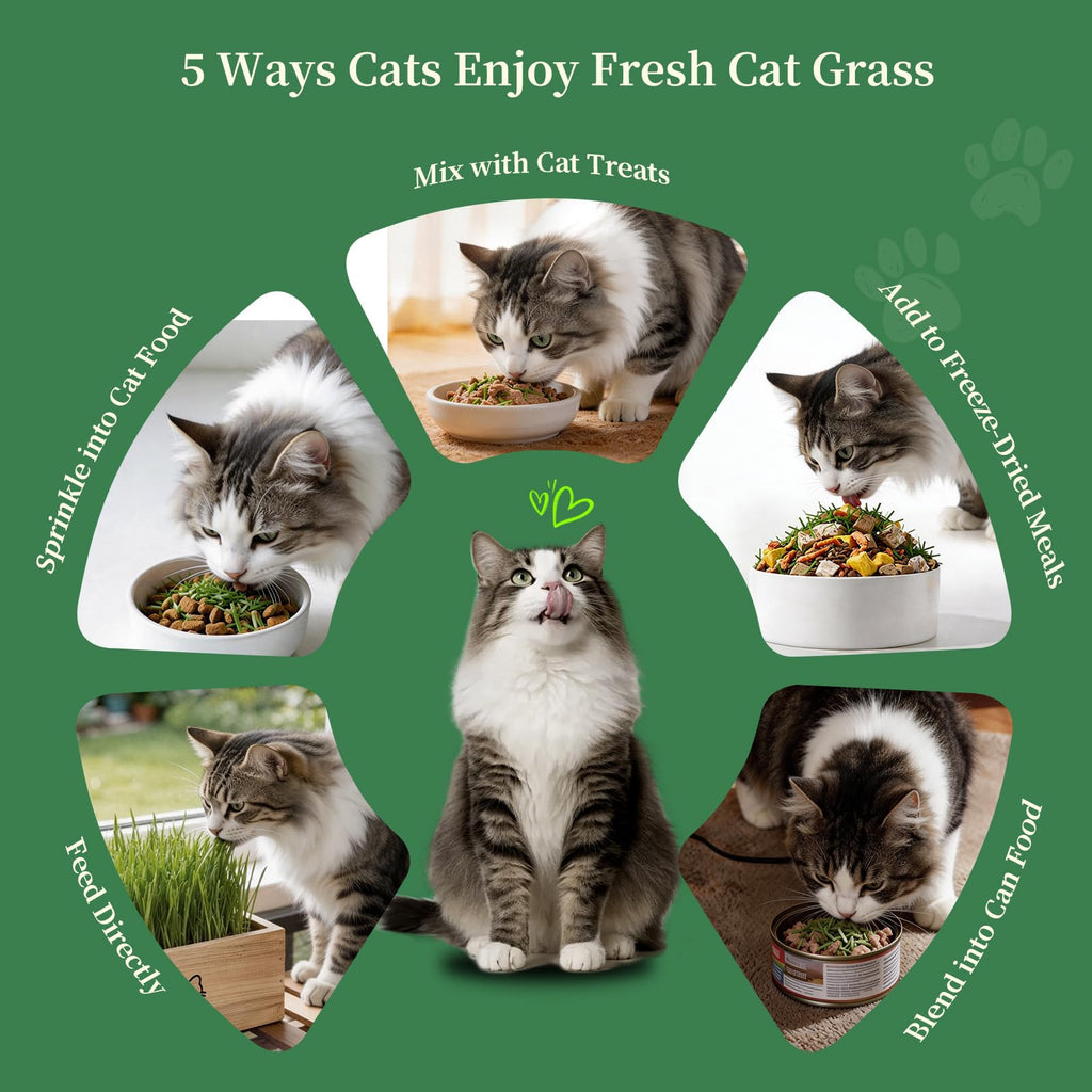 Cat Grass Kit with 5 Packets of Seeds, Wooden Planter, 6 Soil Discs, Trimming Scissors, Spray Bottle, and Mini Tools Z275866