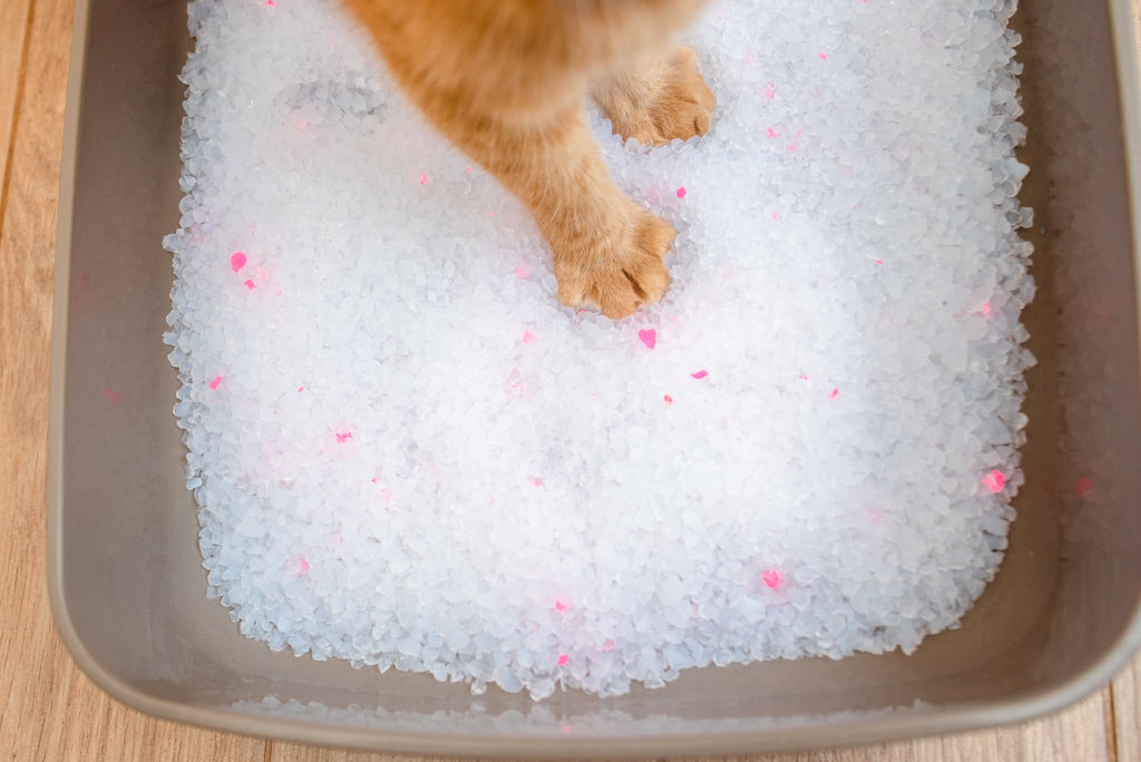 Unscented Dust Free Silica Gel Cat Litter 8 lb Bag R511