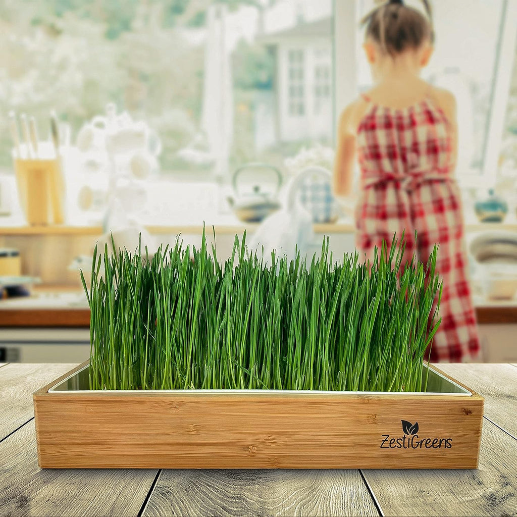 Wheatgrass Growing Kit Self-Watering Reusable Tray H9480