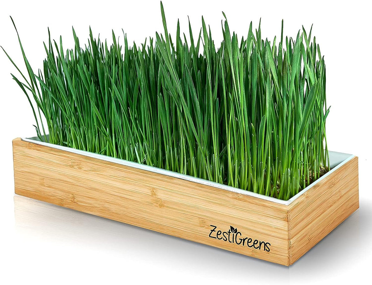 Wheatgrass Growing Kit Self-Watering Reusable Tray H9480