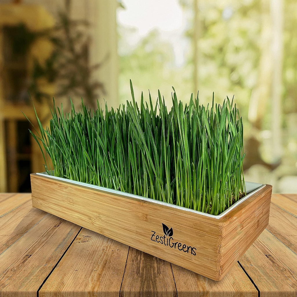 Wheatgrass Growing Kit Self-Watering Reusable Tray H9480